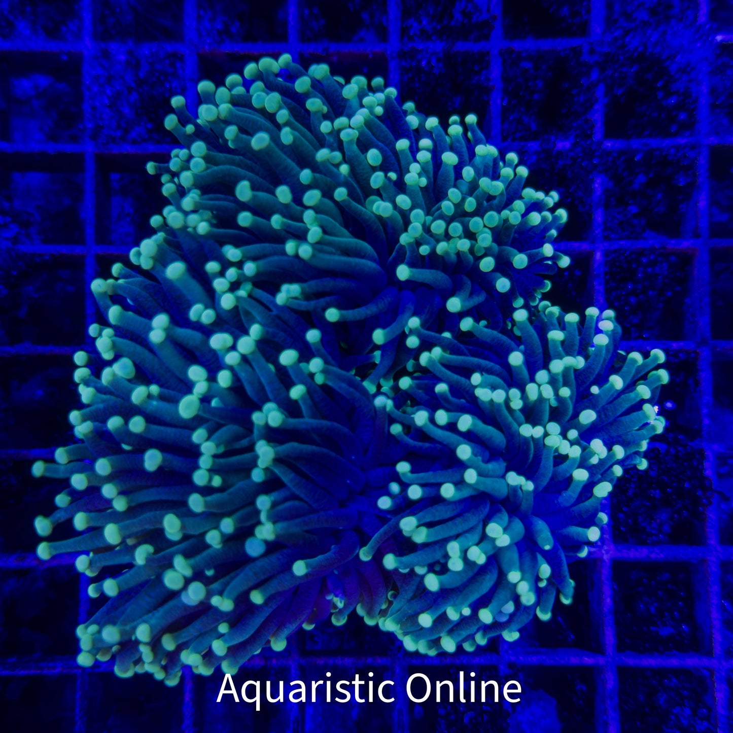 WYSWYG - Torch Green Tip A02