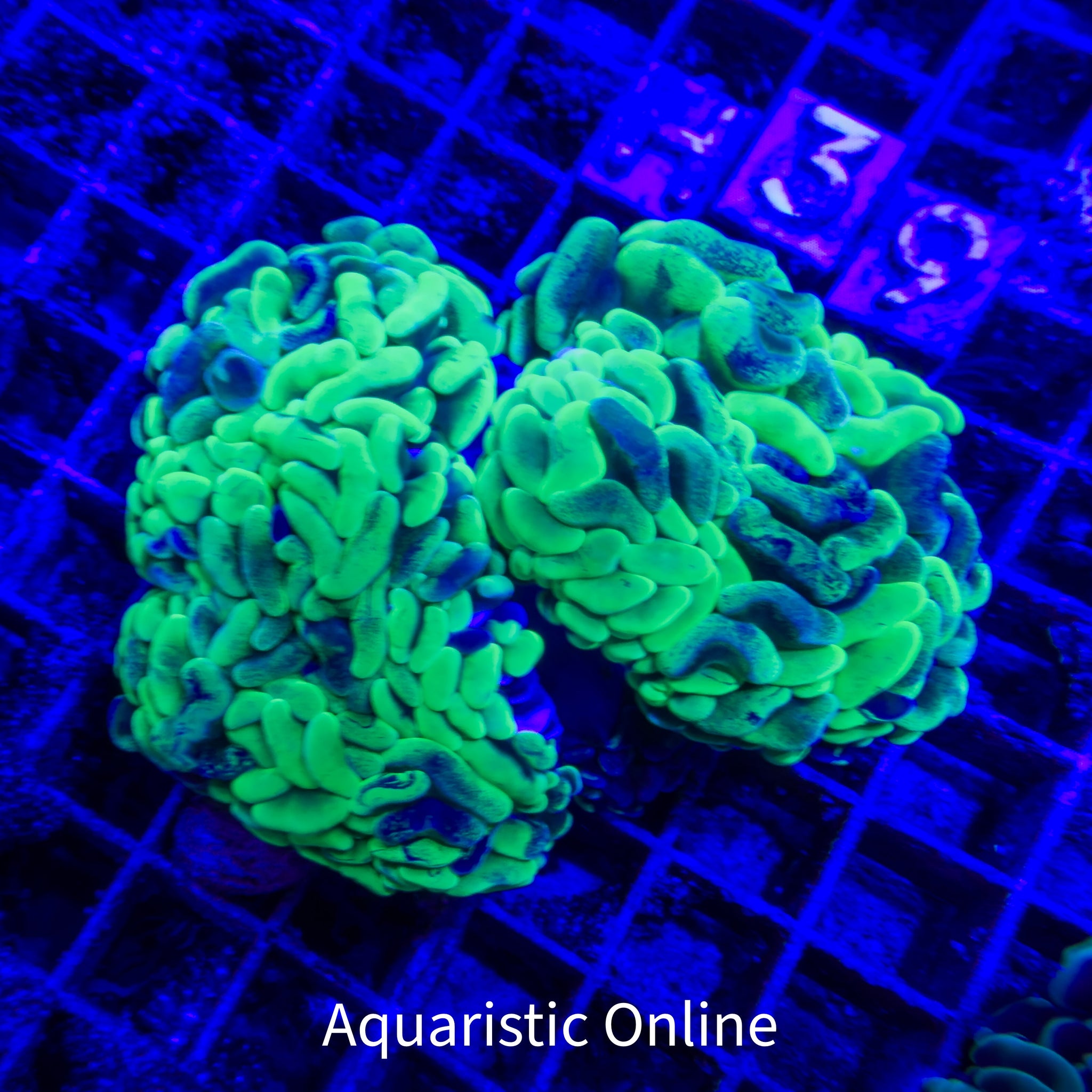 WYSWYG - Hammer Green A02