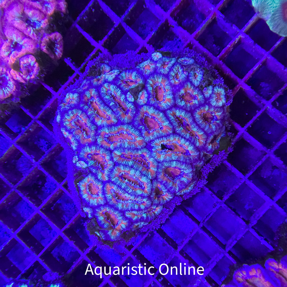 WYSWYG - Large Acanthastrea Lordhowensis