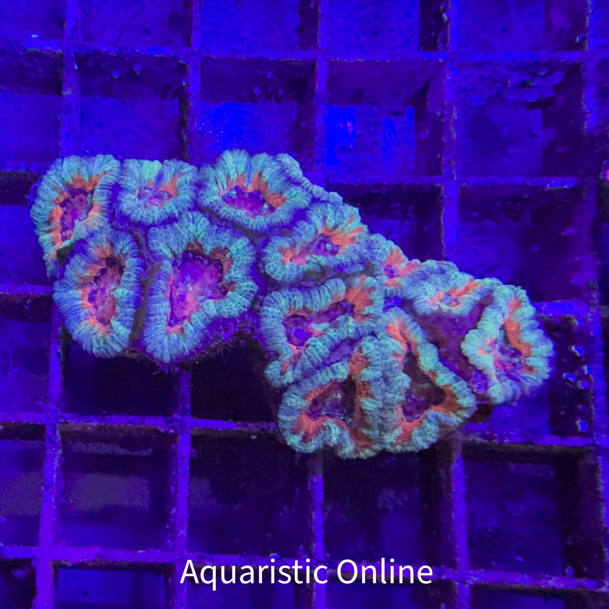 WYSWYG - Medium Acanthastrea Lordhowensis