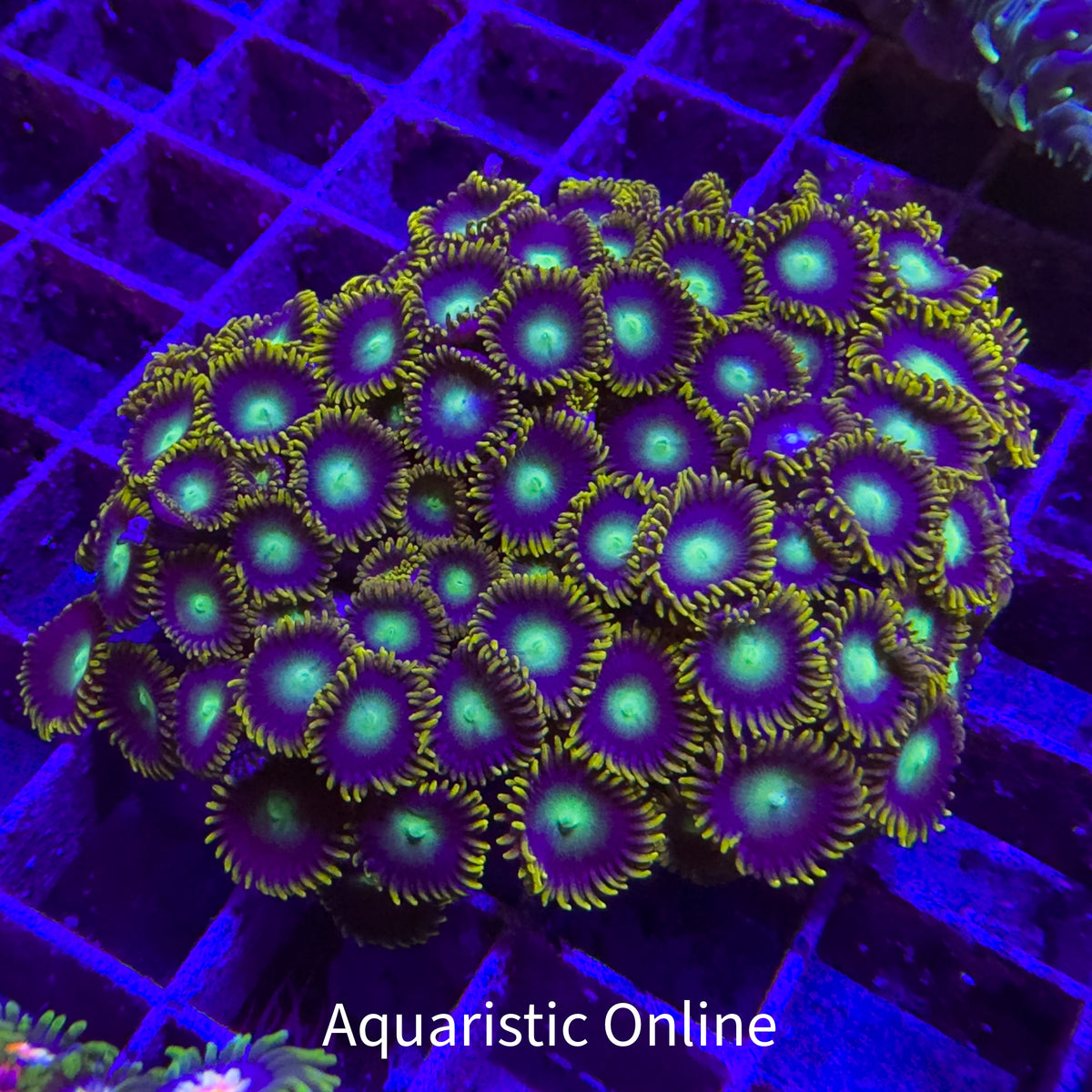 WYSWYG - Zoanthid Neon Eclipse Colony