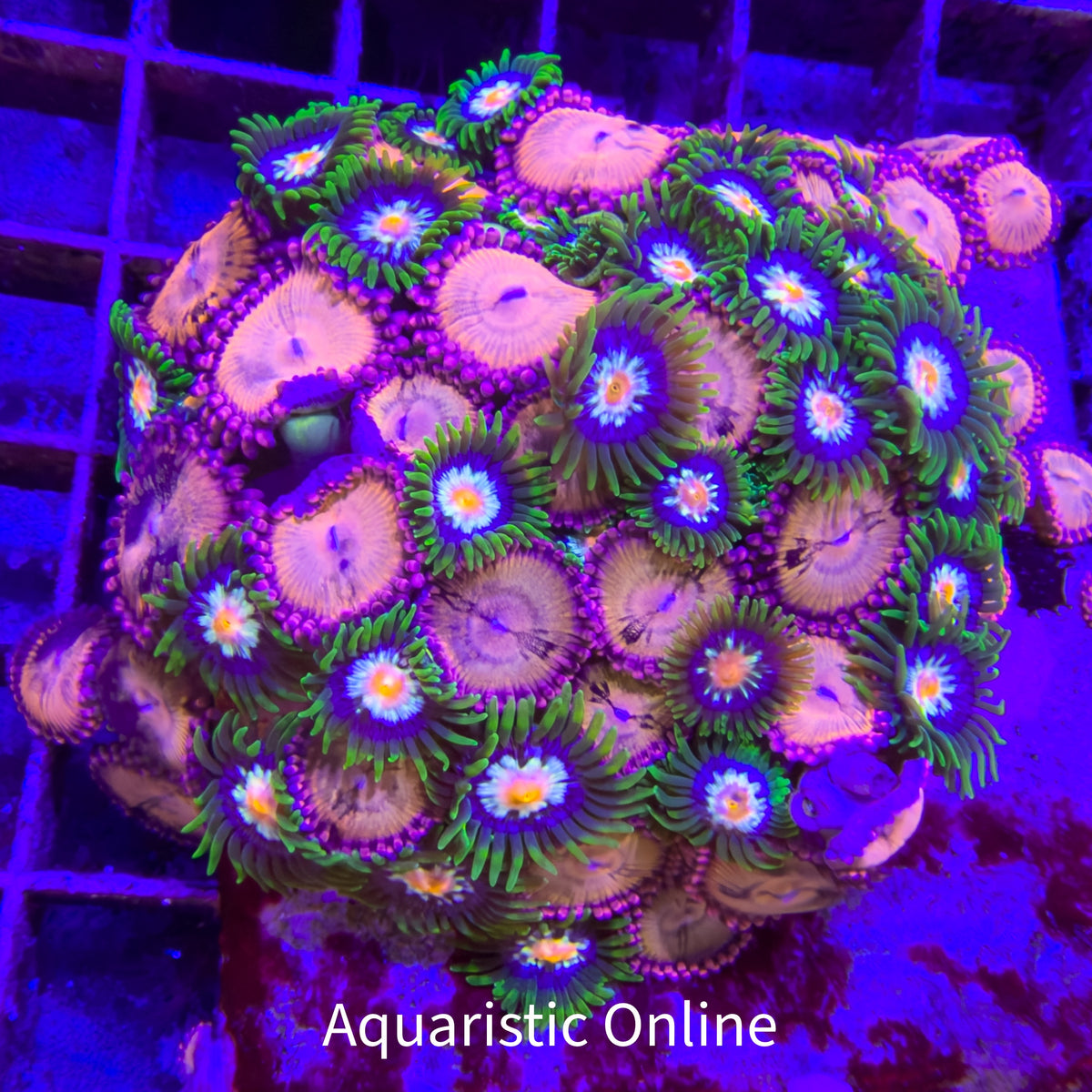 WYSWYG - Zoanthid Sakura Sunrise + Pinwheel Colony