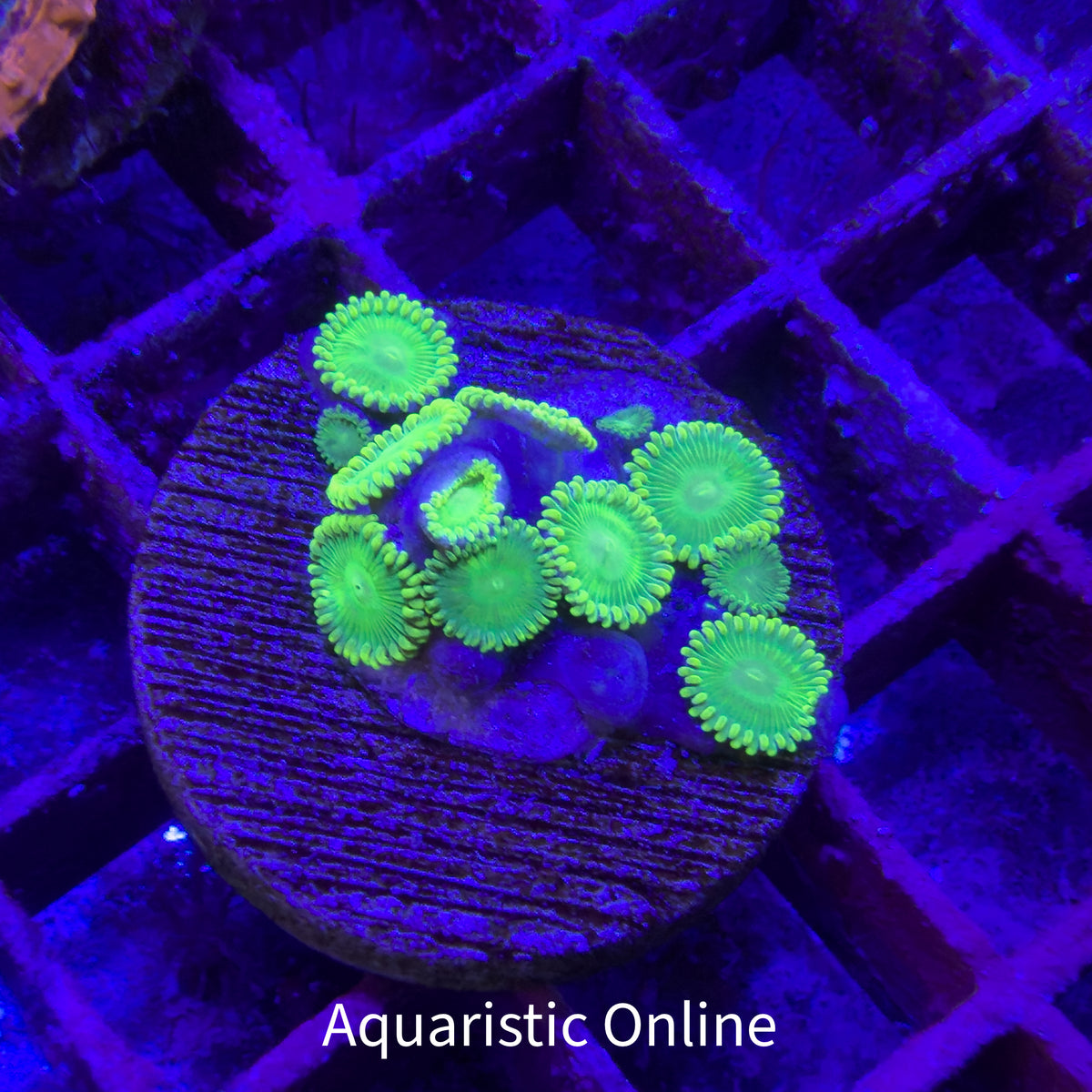 WYSWYG - Zoanthid Frankies Flu