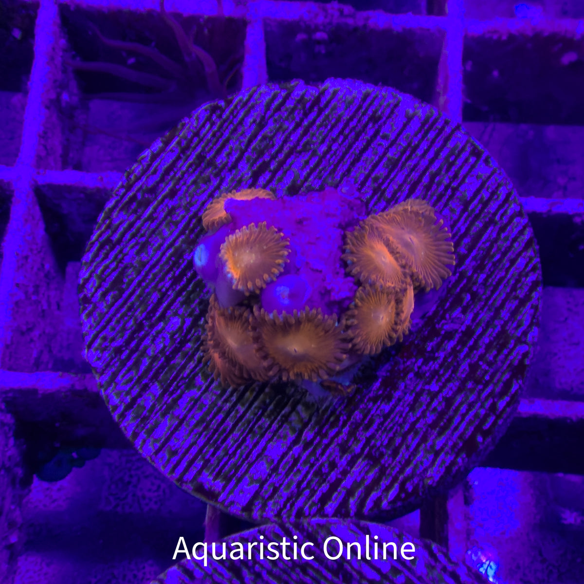 WYSWYG - Zoanthid Triple Red