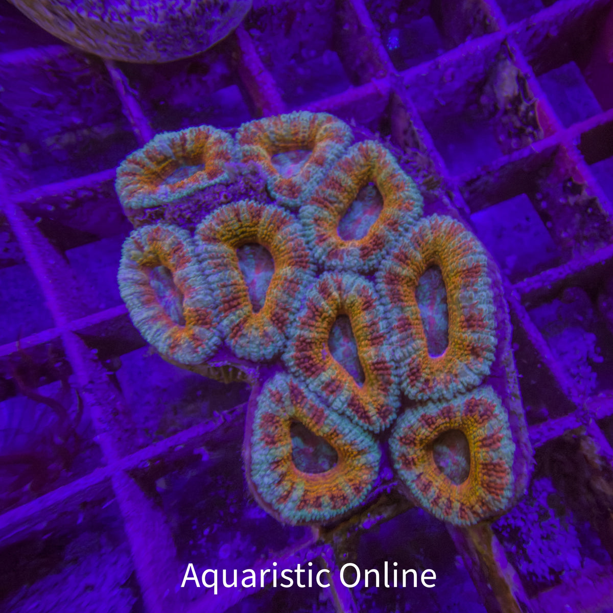 WYSWYG - Acanthastrea Lordhowensis Gold