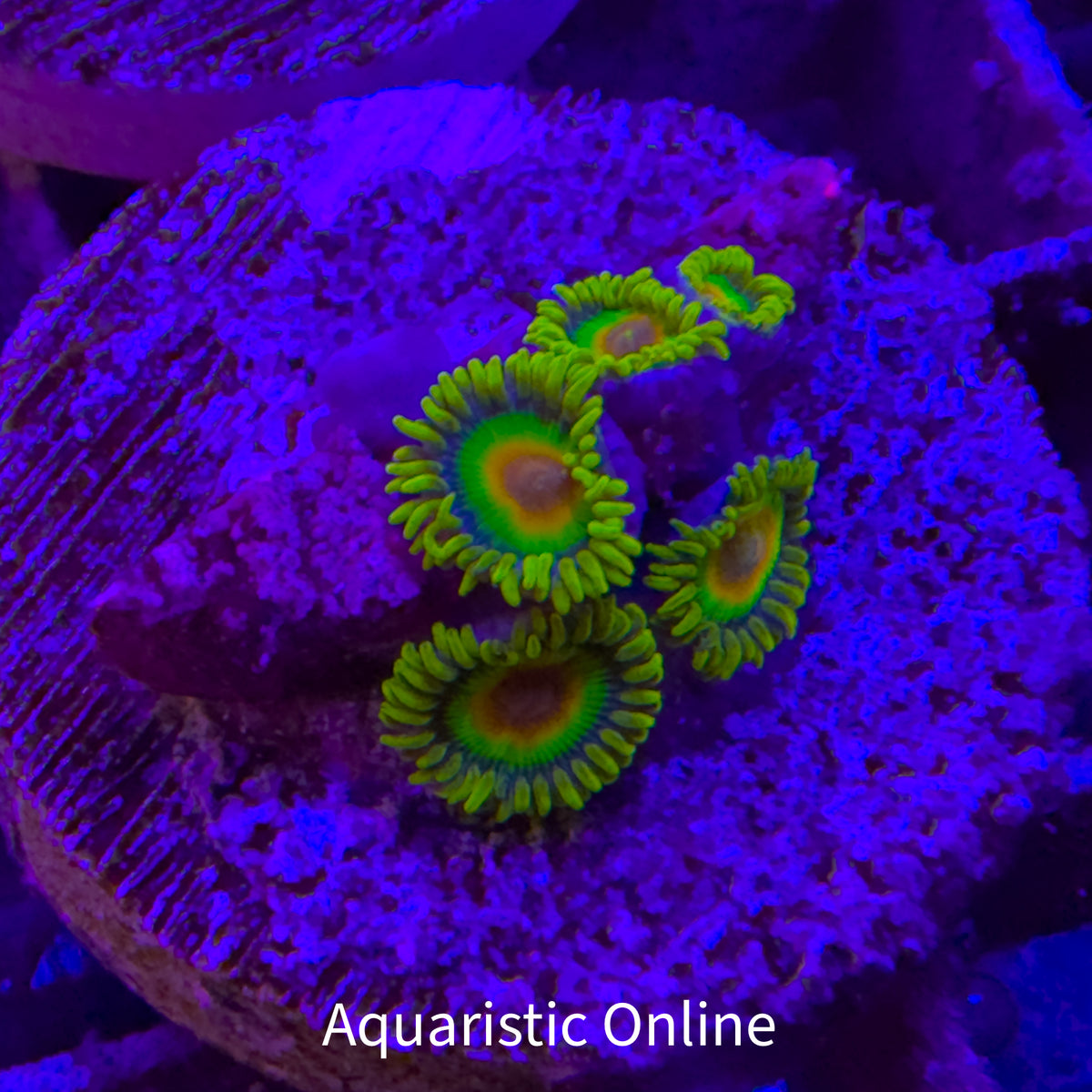 WYSWYG - Zoanthid Rasta