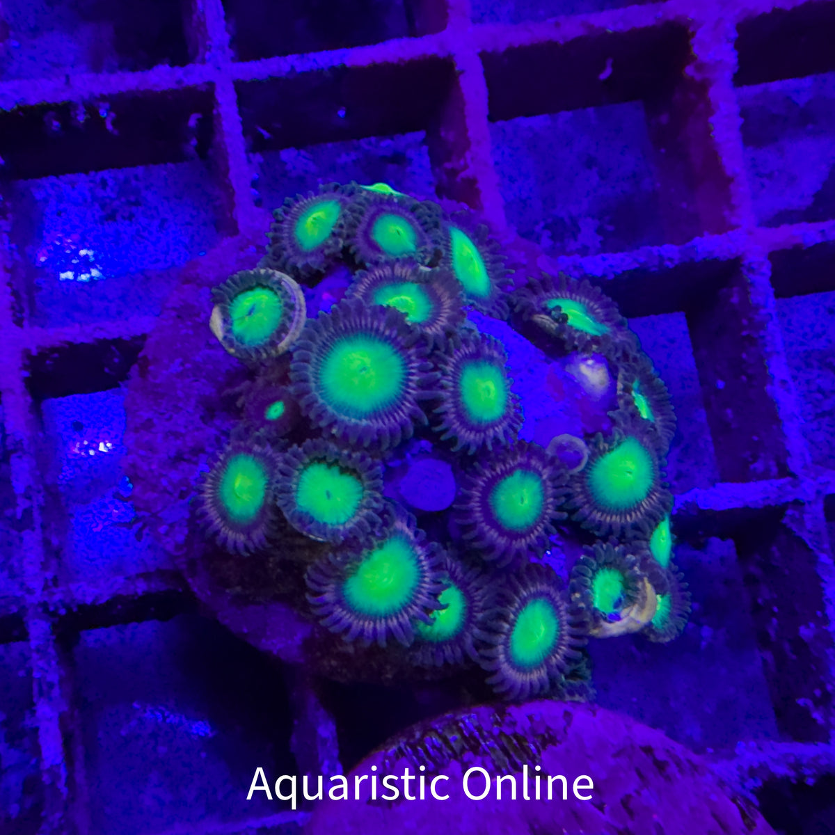 WYSWYG - Zoanthid WA Faker
