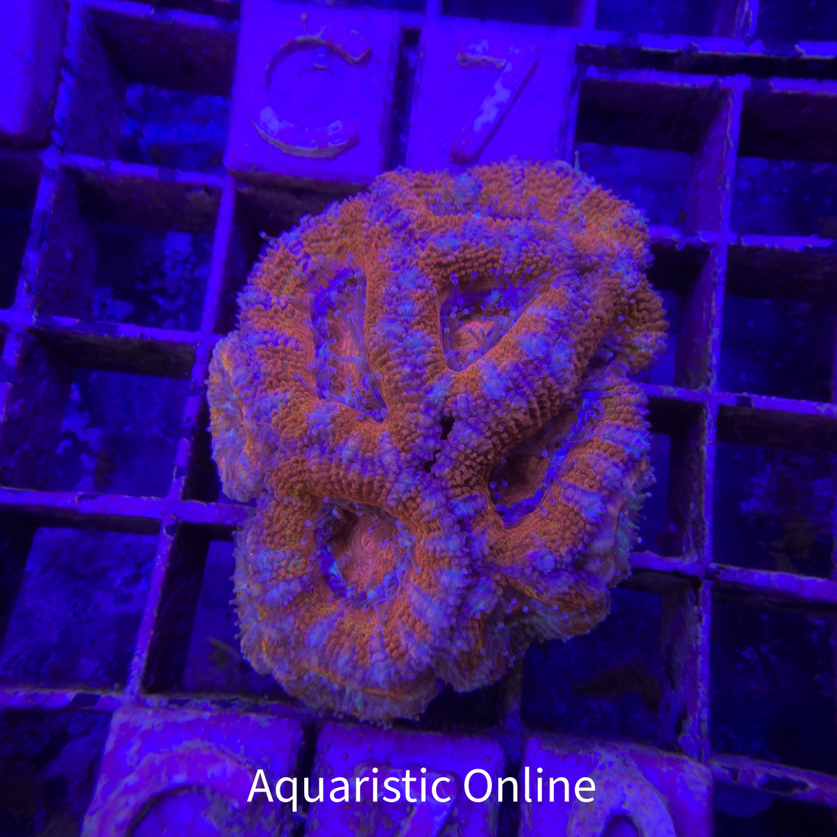 WYSWYG - Acanthastrea Lordhowensis A grade