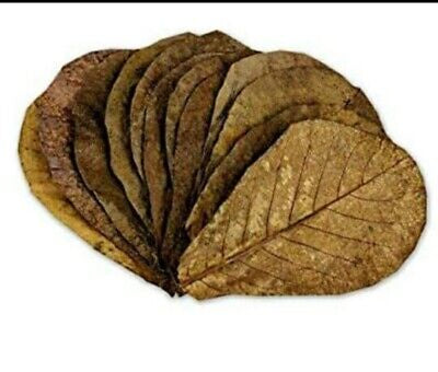 Indian Almond Leaves (Catappa) 15-25 cm