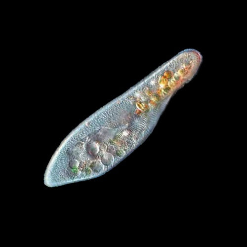 Infusoria