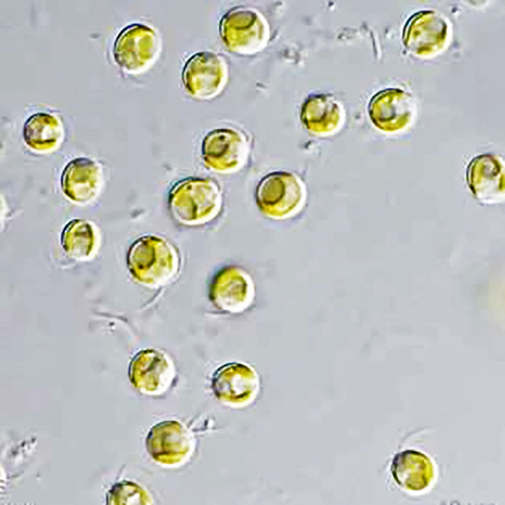 Live Phytoplankton - Tisochrysis lutea