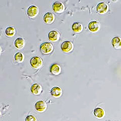 Live Phytoplankton - Isochrysis Galbana