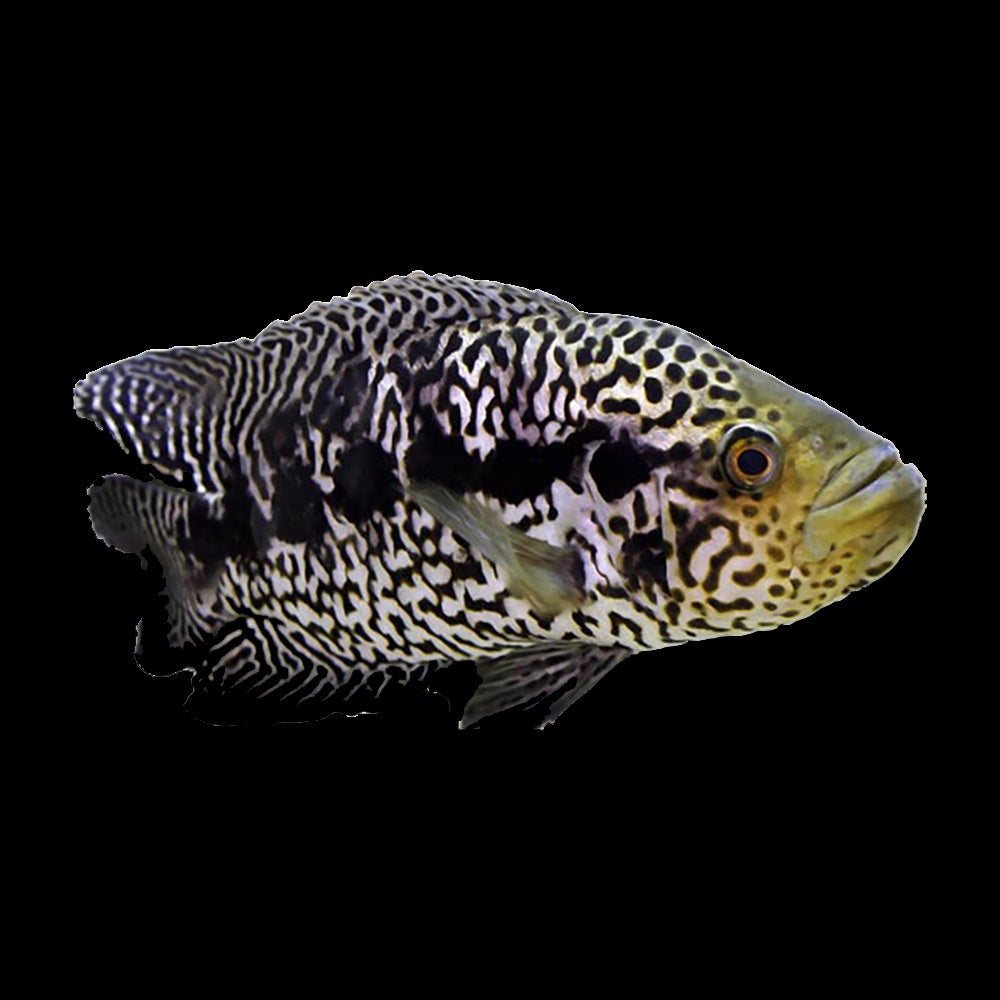 Cichlid Jaguar Cichlid (Parachromis Managuensis)