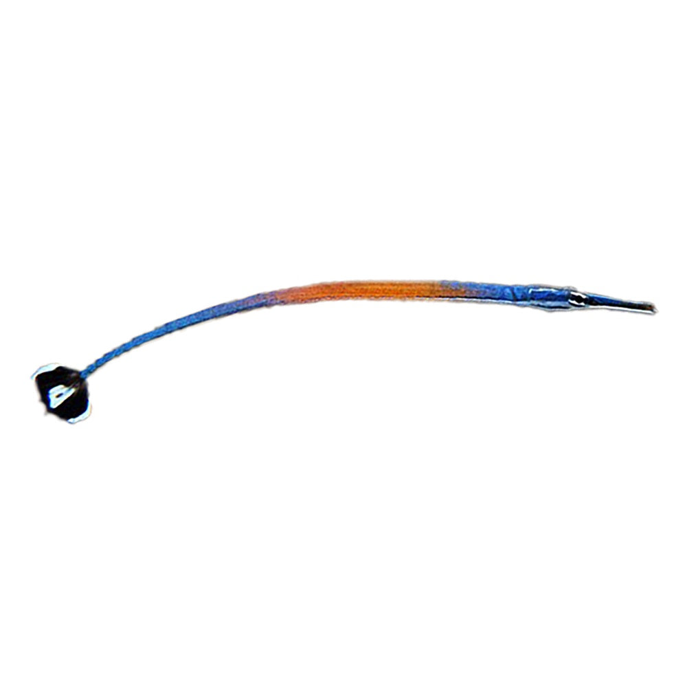 Pipefish Janss (Doryrhamphus Janssi)