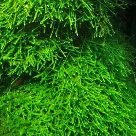 Java Moss 