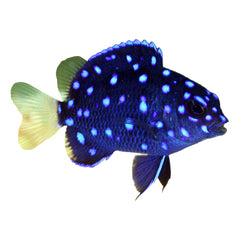 Jewel Damselfish (Microspathodon Chrysurus)