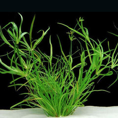 Juncus Repens