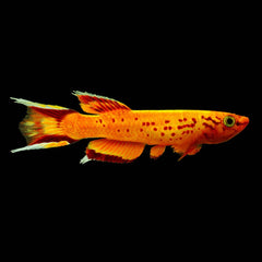 Killifish Australe (Aphyosemion Australe)