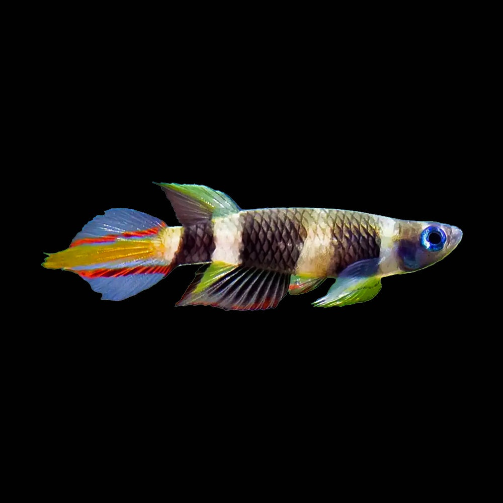 Killifish Clown (Epiplatys Annulatus)
