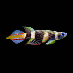 Killifish Clown (Epiplatys Annulatus)