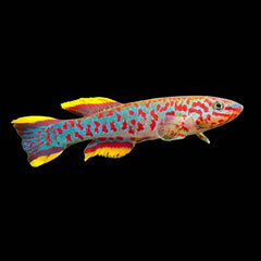 Killifish Gardneri Blue (Fundulopanchax Gardneri)
