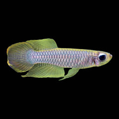 Killifish Normans Lampeye (Poropanchax Normani)