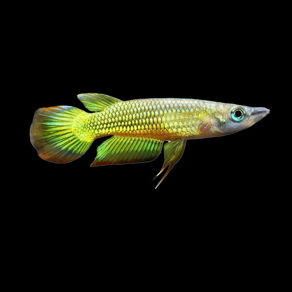 Killifish Panchax Golden