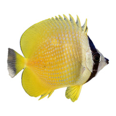 Kleinii Butterfly (Chaetodon Kleinii)