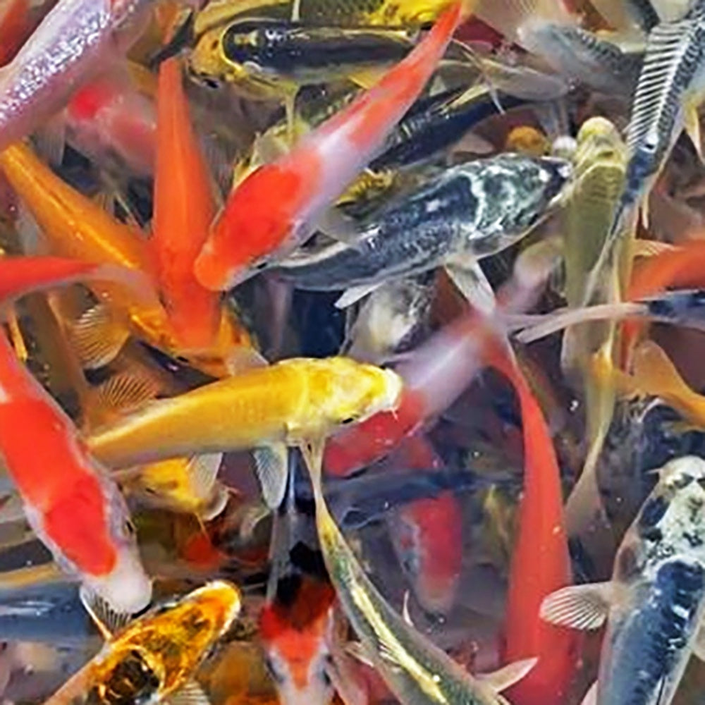 Koi for sale