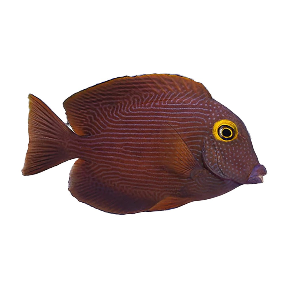 Kole Tang (Ctenochaetus Strigosus)