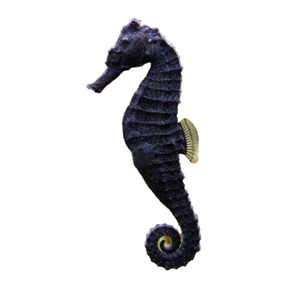 Seahorse Kuda (Hippocampus Kuda)