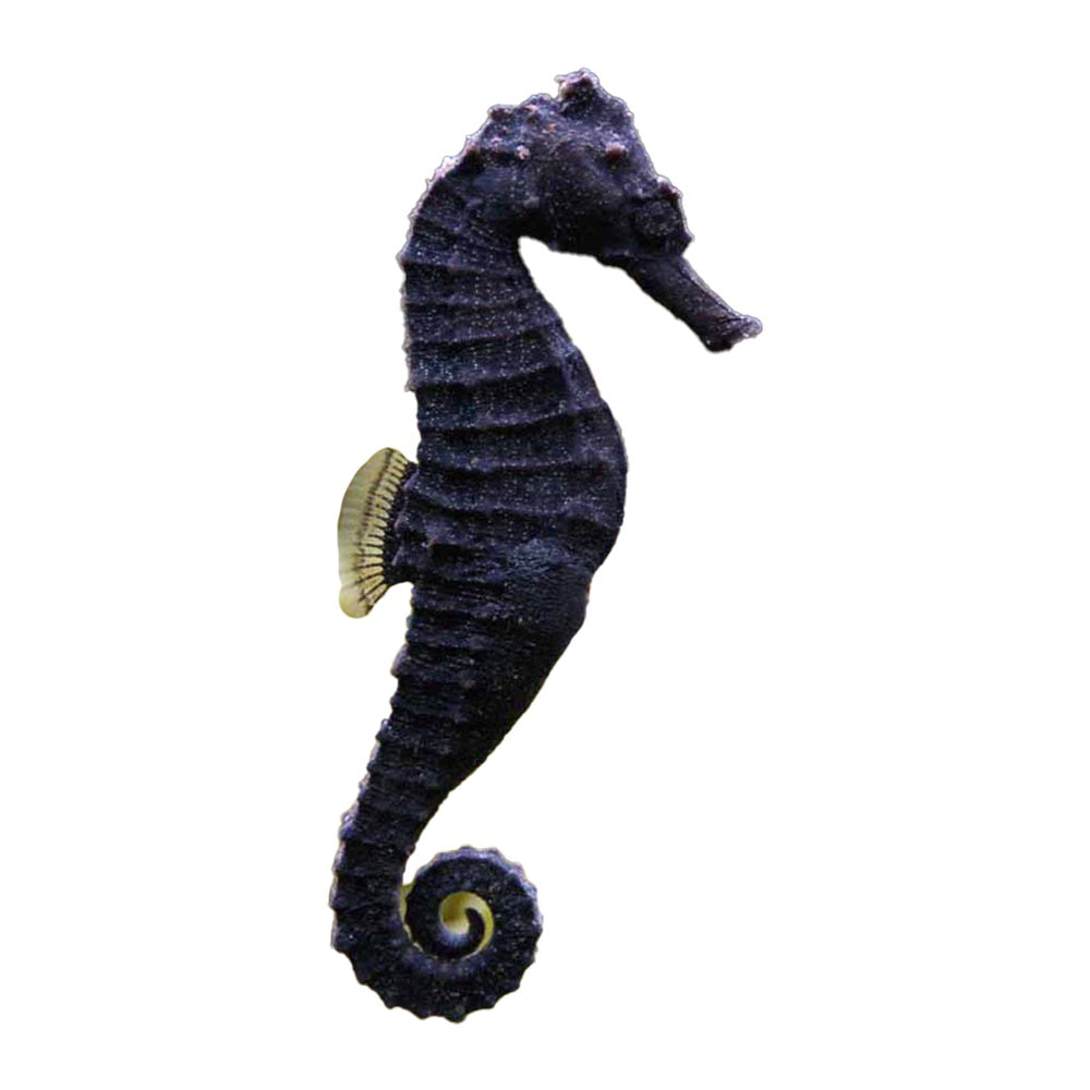 Seahorse Spotted (Hippocampus Kuda)