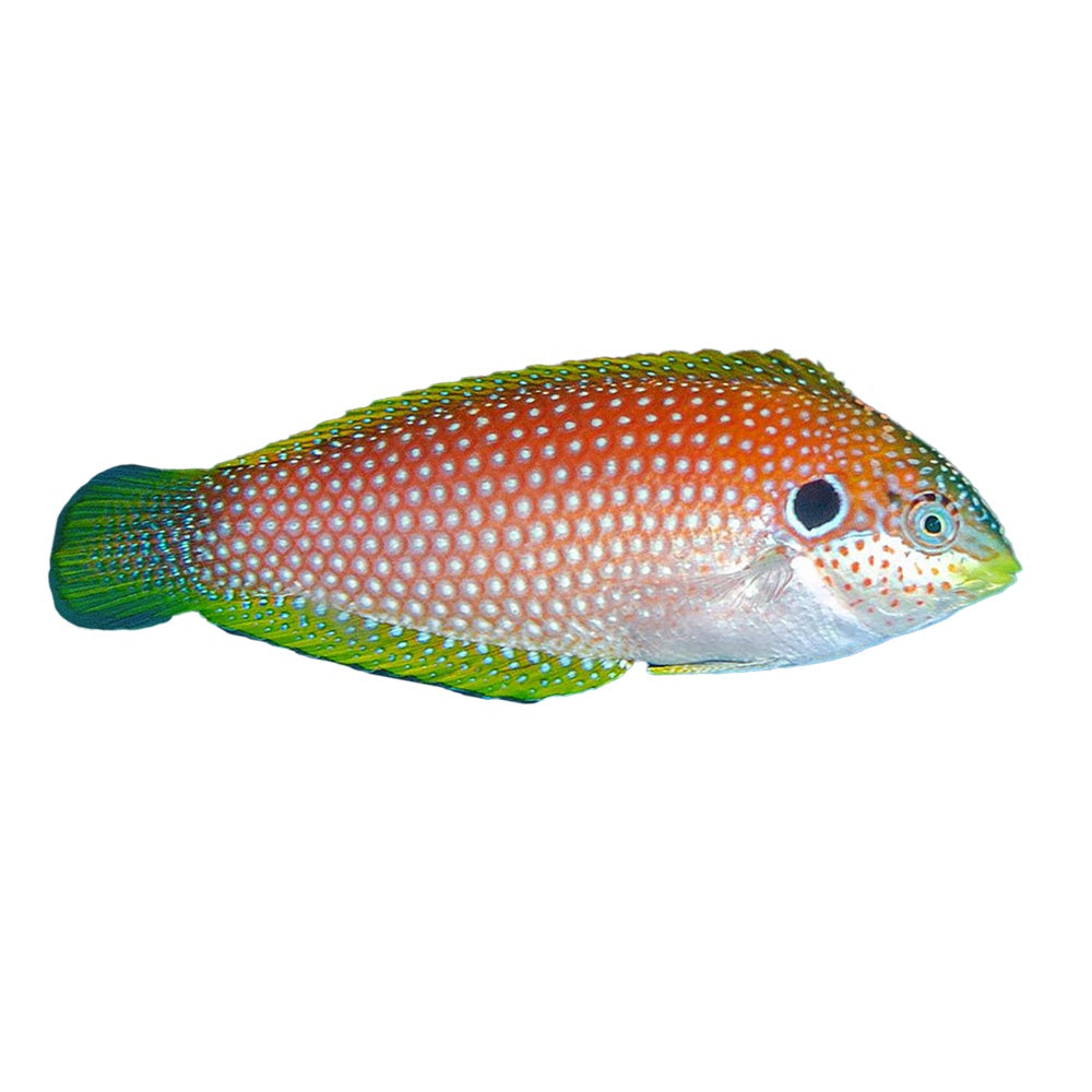Kuiter Wrasse (Macropharyngodon Kuiteri)