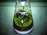 LEDSTAR DOT-II Terrarium Set (3)
