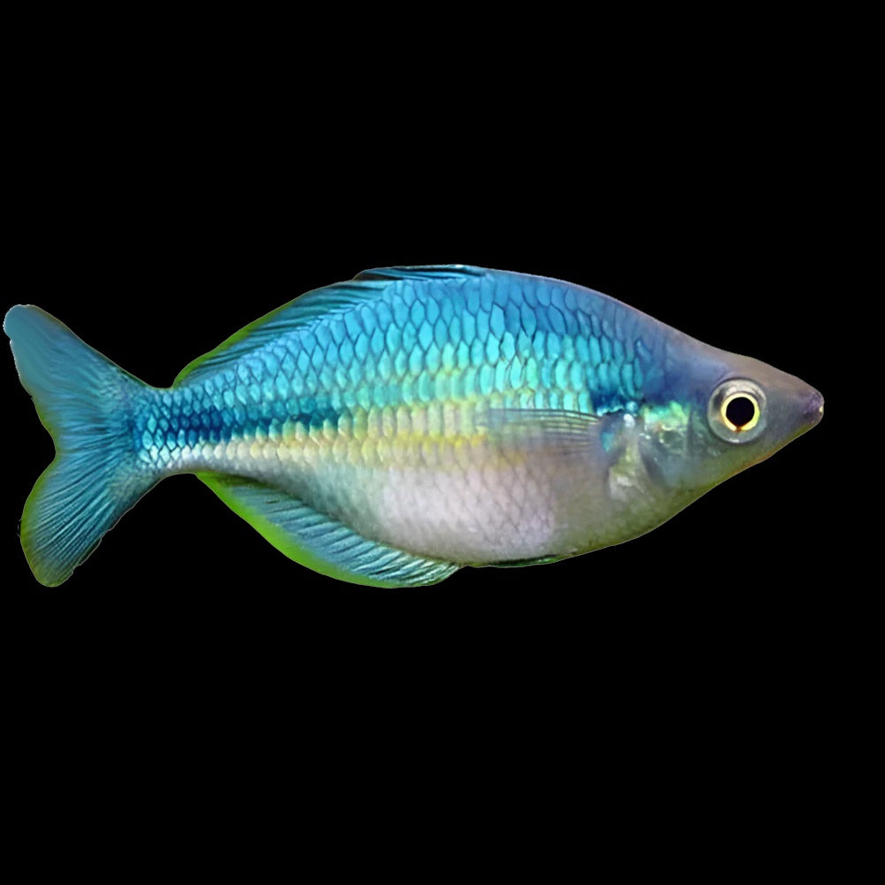 Rainbow Fish Lake Kutubu (Melanotaenia Lacustris)