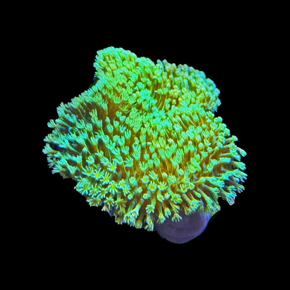 Leather / Toadstool - Sacrophyton Sp. (Frag)