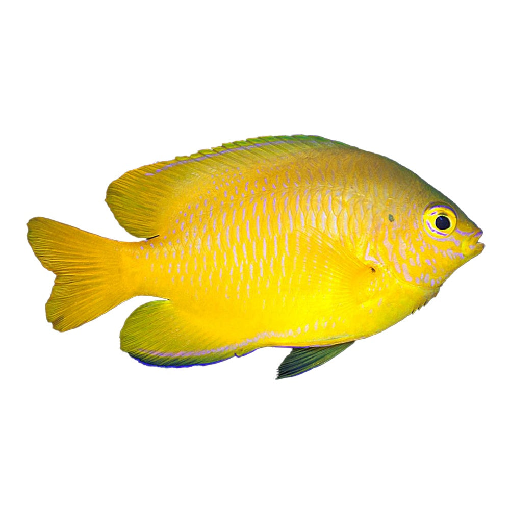 Lemon Damselfish (Pomacentrus moluccensis)