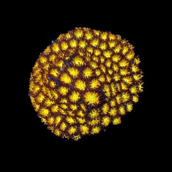 Lepastrea Orange