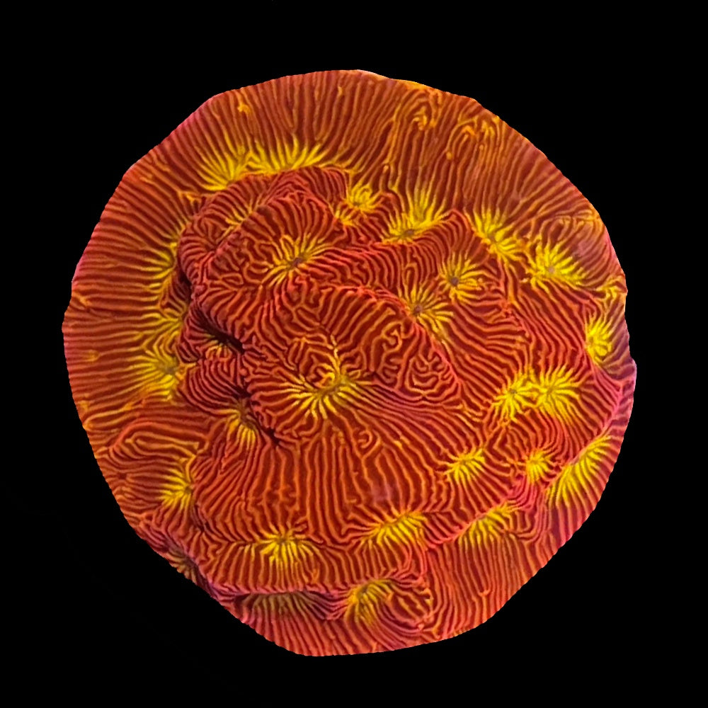 Leptoseris Blood Orange