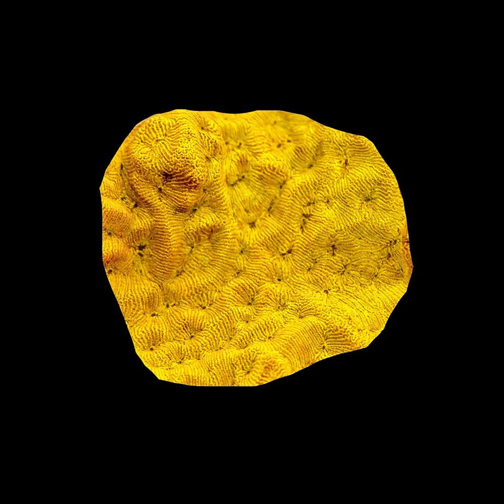 Leptoseris Gold