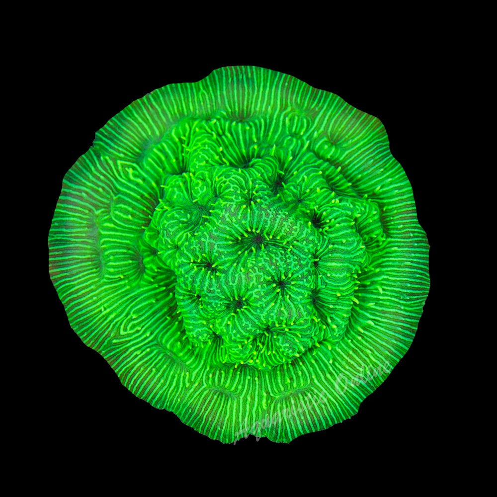 Leptoseris Green