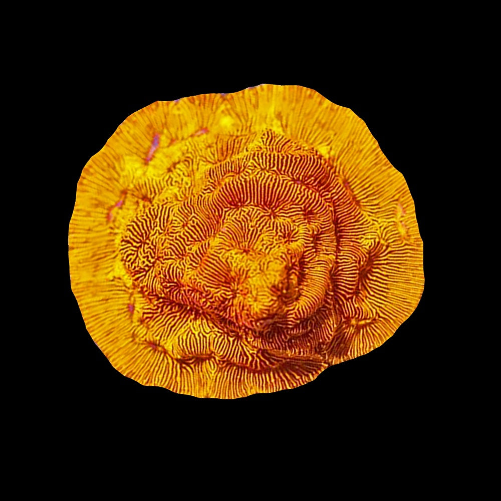 Leptoseris Orange