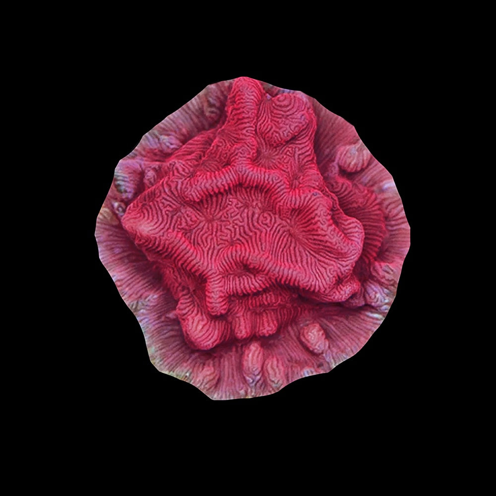 Leptoseris Salmon