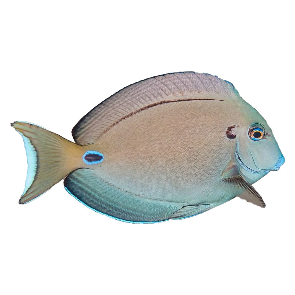 Lieutenant Tang (Acanthurus Tennentii)