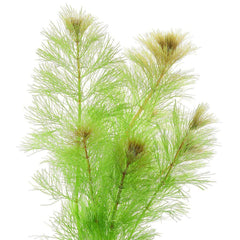Limnophila Brownii