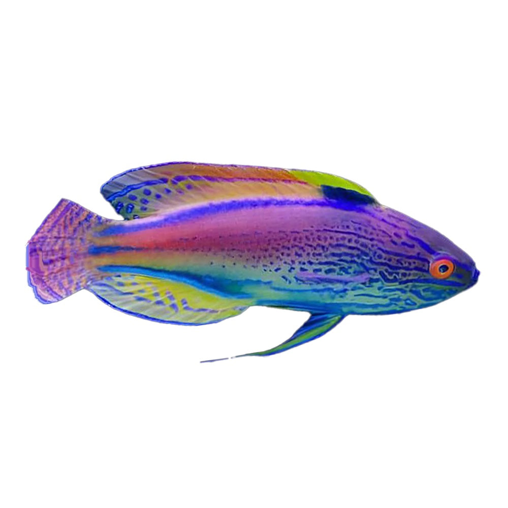 Lineatus Fairy Wrasse (Cirrhilabrus Lineatus)