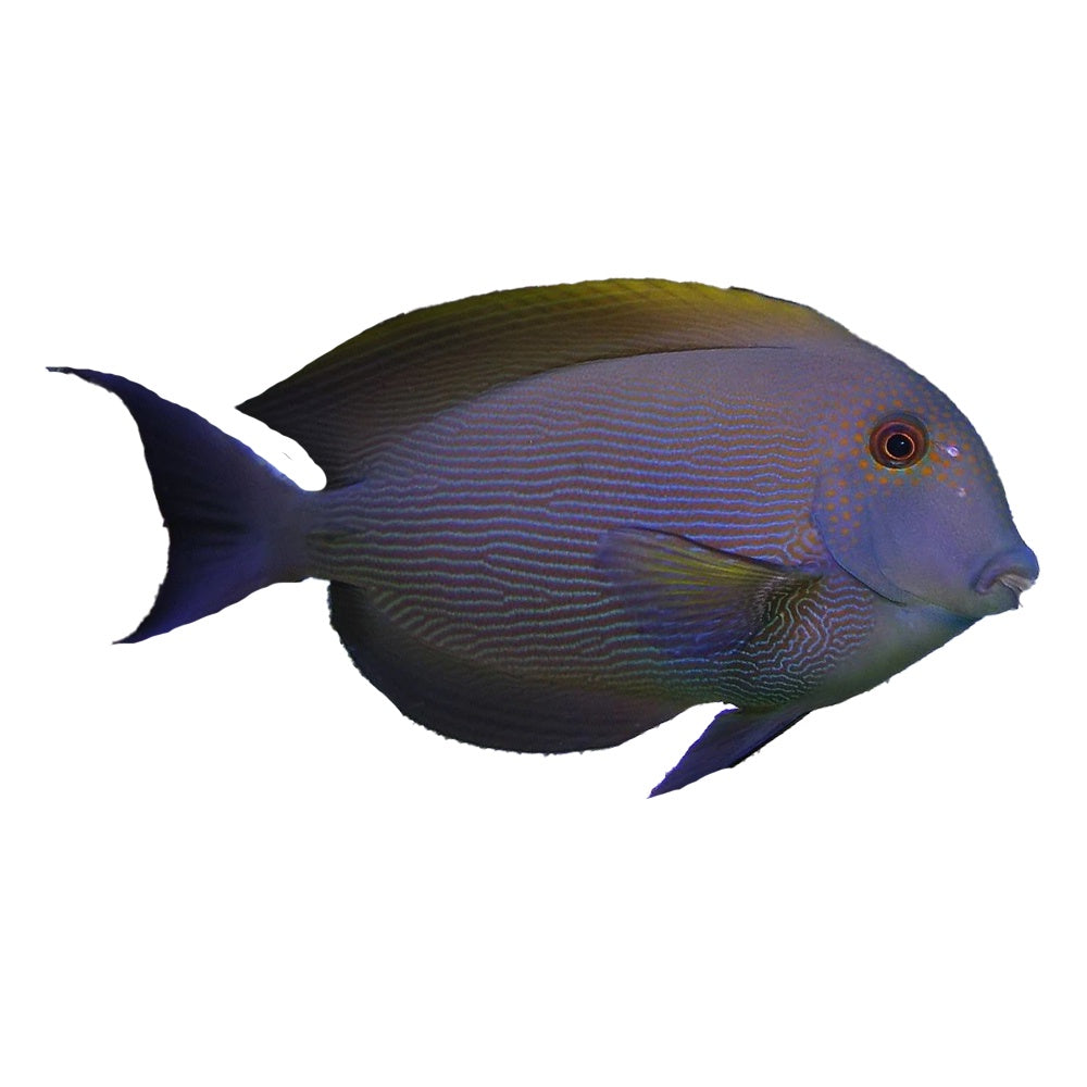 Tang Bristletooth Lined (Ctenochaetus Striatus)