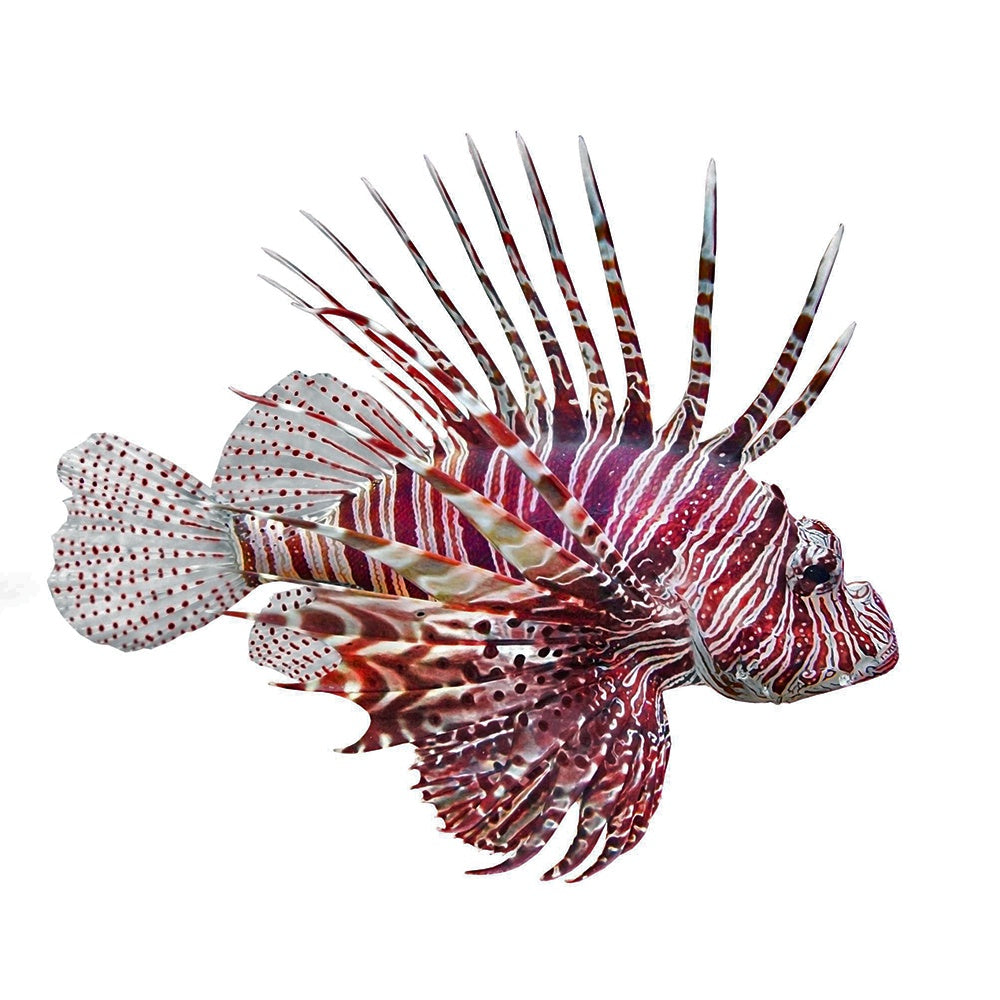 Volitan Lionfish with long striped fins swimming in aquarium