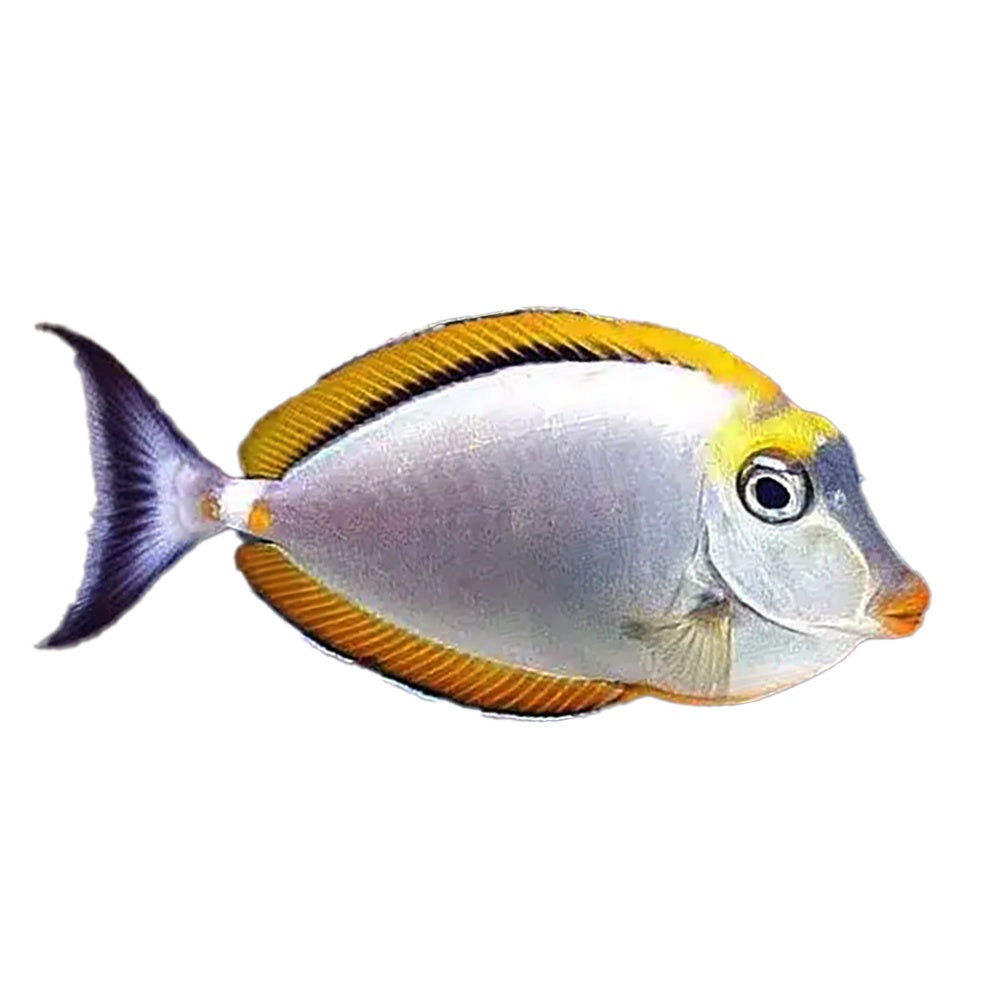 Blonde Lipstick Tang (Naso Lituratus) - Available 4 June