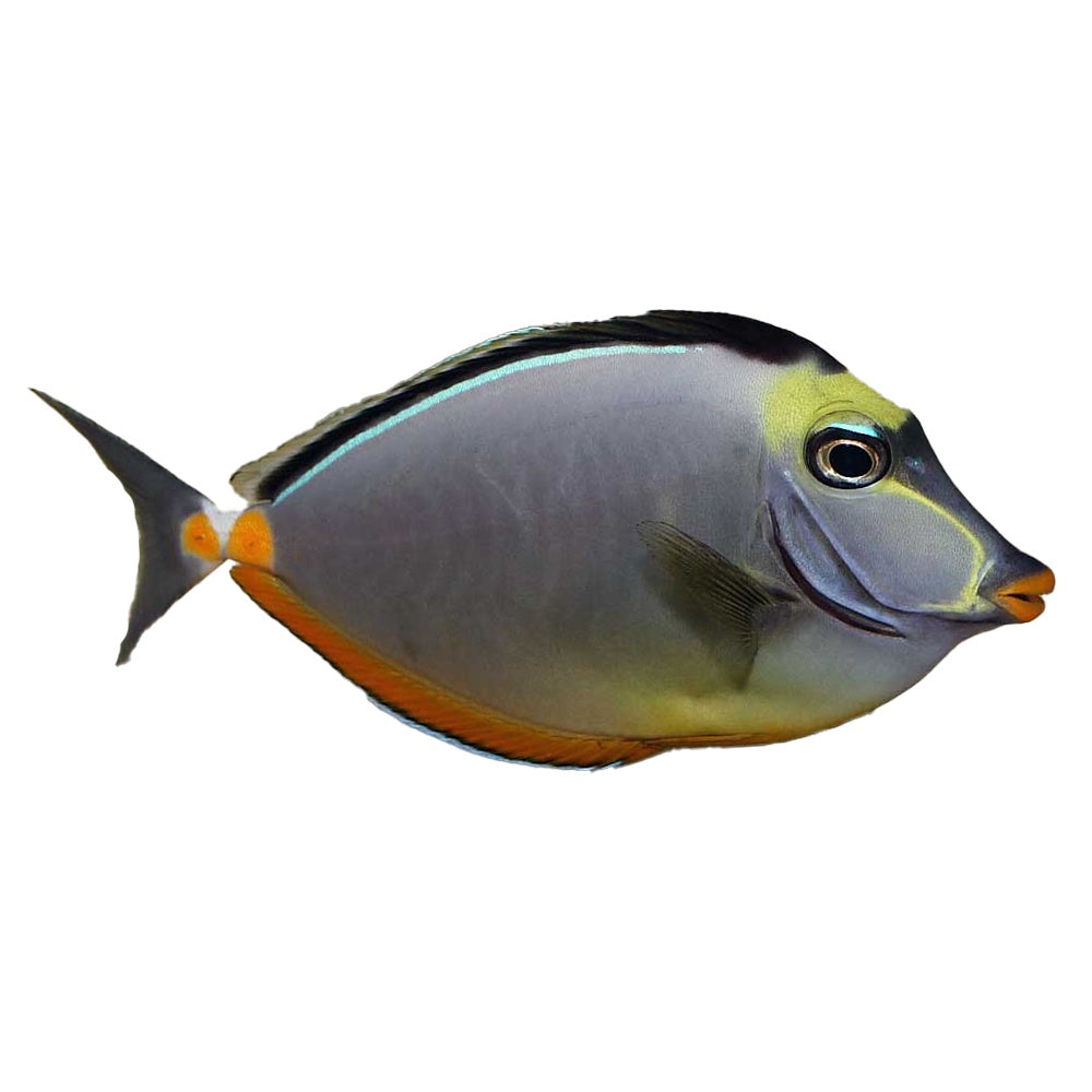 Lipstick Tang (Naso Lituratus)